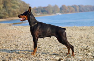 doberman1