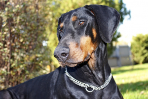 doberman3