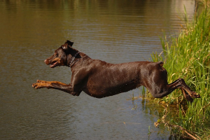 doberman4