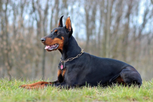 doberman6