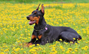 doberman8