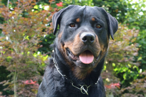 rotweiler10