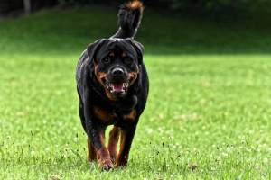 rotweiler2