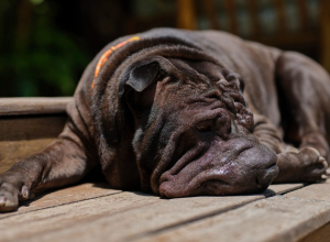 sharpei2