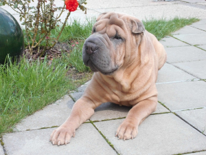 sharpei3