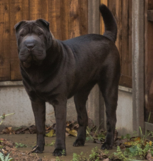 sharpei6