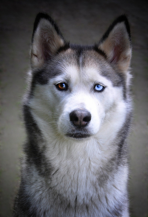 siperianhusky9