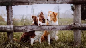 bordercollie2