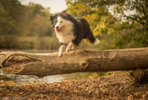 bordercollie8