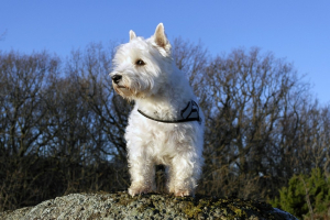 westie6